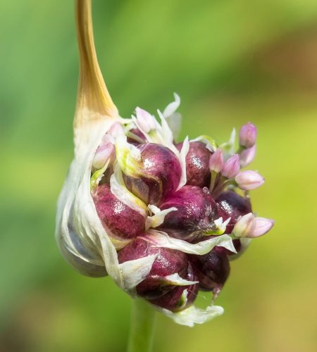age root, garlic, tuber-4362900.jpg