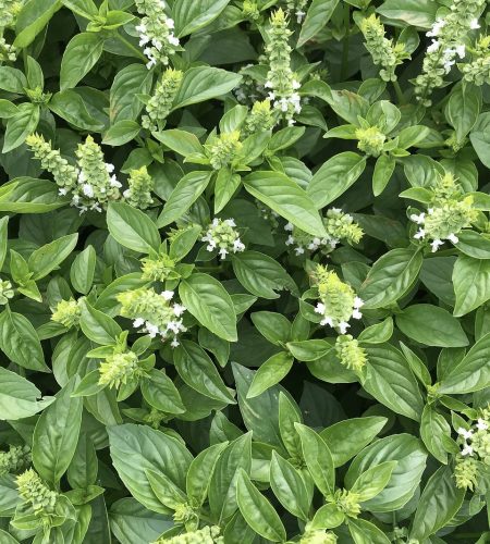 basil, green, food-3680502.jpg